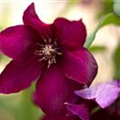 Clematis 'Rouge Cardinal'