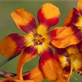 Crocosmia x crocosmiiflora 'Emily McKenzie'