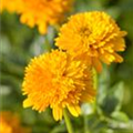 Heliopsis helianthoides var. scabra 'Asahi'