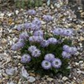 Globularia nudicaulis