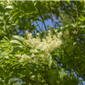 Fraxinus ornus 'Obelisk'