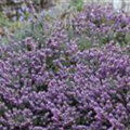 Erica carnea