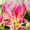 Gloriosa superba 'Rothschildiana'