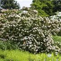 Cornus kousa 'Cappuccino'®