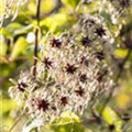 Clematis tangutica