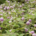 Gomphrena globosa