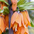 Fritillaria imperialis