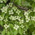 Cornus kousa chinensis 'China Girl'