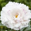 Paeonia lactiflora, weiß