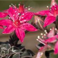 Graptopetalum bellum