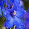 Delphinium belladonna 'Piccolo'