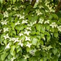 Cornus kousa chinensis 'Kreuzdame'