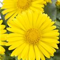 Doronicum orientale