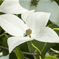 Cornus kousa chinensis 'Milky Way'