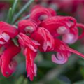 Grevillea robusta