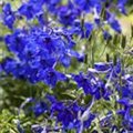 Delphinium belladonna 'Völkerfrieden'