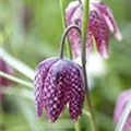 Fritillaria meleagris