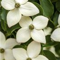 Cornus kousa chinensis 'Wieting´s Select'