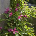 Clematis texensis 'Princess Diana'