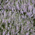 Erica carnea, rosa