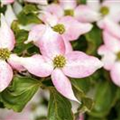 Cornus kousa 'Madame Butterfly'