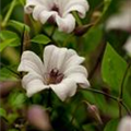 Clematis texensis 'Princess Kate'