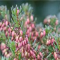 Erica carnea, rot