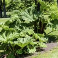 Gunnera manicata