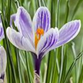 Crocus vernus