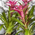 Guzmania