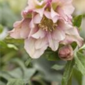 Helleborus orientalis 'Ballard'