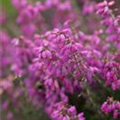 Erica cinerea