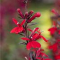 Lobelia x speciosa