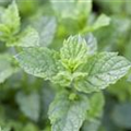 Mentha spicata 'Maroccan'