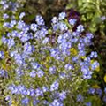 Myosotis sylvatica 'Compindi'®