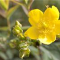 Hypericum patulum