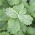 Mentha spicata 'Mojito'