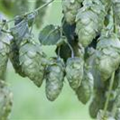 Humulus lupulus 'Hallertauer Aroma'