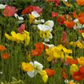 Papaver nudicaule 'Wonderland'