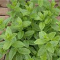 Mentha spicata 'Spearmint'