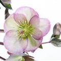 Helleborus x ericsmithii 'Pennys Pink'