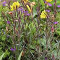 Oenothera fruticosa