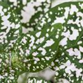 Hypoestes phyllostachya