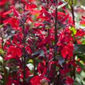 Lobelia x speciosa 'Starship Scarlet'