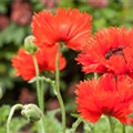 Papaver orientale