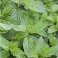 Mentha spicata 'Swiss'