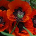 Papaver orientale 'Brillant'