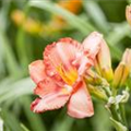 Hemerocallis