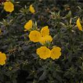 Oenothera tetragona 'Hohes Licht'