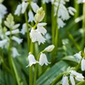 Hyacinthoides hispanica, weiß